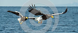 Adult Steller`s sea eagles fishing.