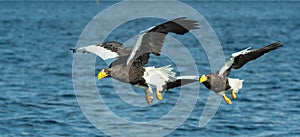 Adult Steller`s sea eagles fishing.