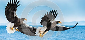 Adult Steller`s sea eagles fishing. Natural Habitat