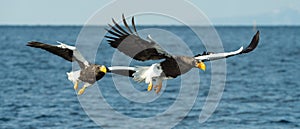 Adult Steller`s sea eagles fishing. photo