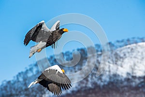 Adult Steller`s sea eagles in flight.