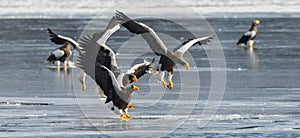Adult Steller`s sea eagles. Ice background. Winter Season.