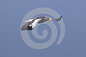adult stellers eagle who flies over the ocean on a winter