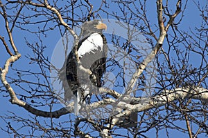 adult stellers eagle who sits on birch branches on a winter
