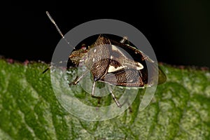 Adult Stink Bug