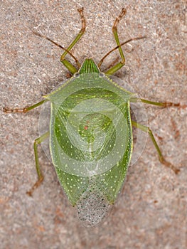 Adult Stink Bug