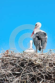 Adult Stork with newborn baby puppy in its nest