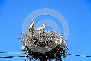 Adult storks in a nest, Portugal.