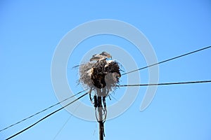 Adult storks in a nest, Portugal.