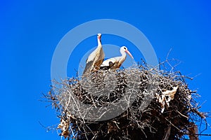 Adult storks in a nest, Portugal.