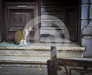 Adult stray cat sitting on a dirty carpet at a building entrance with wooden open door and stone stairs