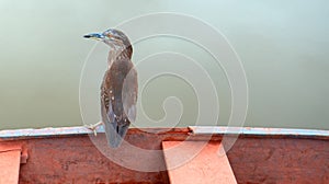 Adult striated heron [butorides striata] perched on boat