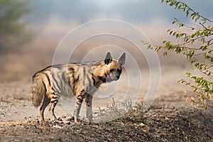 Adult Striped Hyena