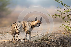Adult Striped Hyena photo