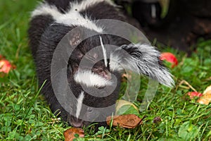 Adult Striped Skunk Mephitis mephitis Grabs Kit By Scruff of Neck Summer