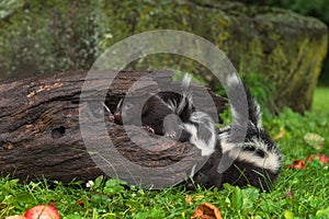 Adult Striped Skunk Mephitis mephitis Pileup in Log Summer