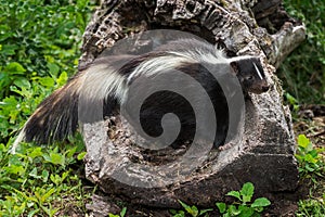 Adult Striped Skunk (Mephitis mephitis) Stands in Hollow Log