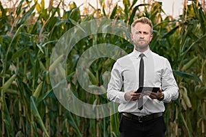Adult, stylish, blonde, businessman holding a black, new tablet and standing in the middle of green and yellow corn field
