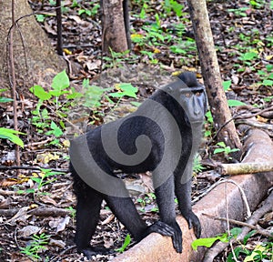 Adult sulawesi crested macaque yaki, Macaca nigra, black monkey standing in the nature habitat.