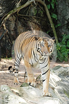 Adult Sumatran tiger