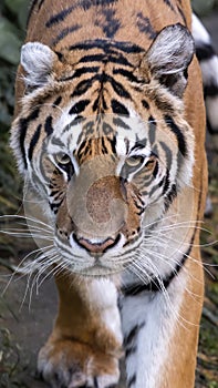 Adult Sumatran Tiger in the jungle in day time.