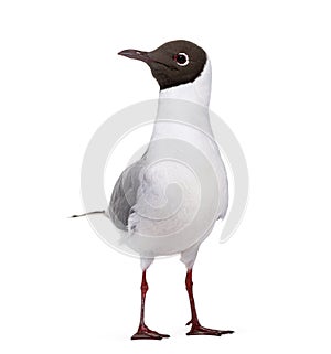 Adult summer plumage, black-headed gull, Chroicocephalus ridibundus, isolated on white