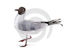 Adult summer plumage, black-headed gull, Chroicocephalus ridibundus, isolated on white