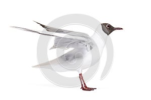 Adult summer plumage, black-headed gull, flapping wings, Chroicocephalus ridibundus