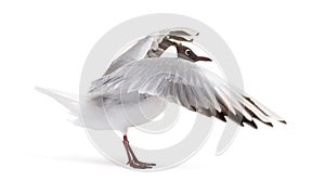 Adult summer plumage, black-headed gull, flapping wings, Chroicocephalus ridibundus photo