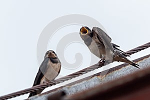 Adult swallow Hirundo rustica feeds a young fledgling swallow on roof