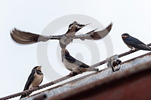 Adult swallow Hirundo rustica feeds a young fledgling swallow on roof