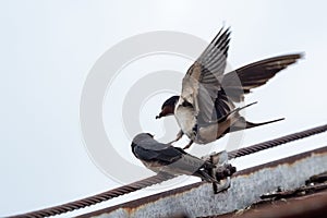 Adult swallow Hirundo rustica feeds a young fledgling swallow on roof