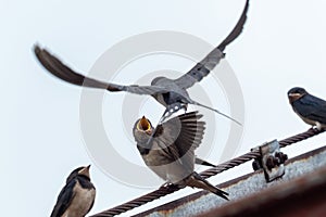 Adult swallow Hirundo rustica feeds a young fledgling swallow on roof