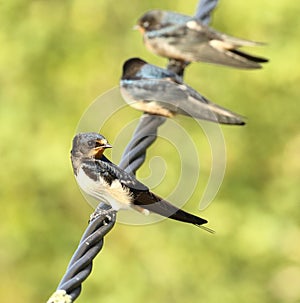 Adult Swallow sitting next to the fledglings outside