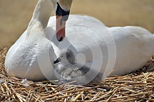 Adult swan with cygnets