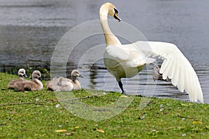 Adult Swan and Cygnets at a Pond