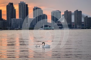 An adult swan with her baby swans floating on the surface of the Inner Harbour of Lake Ontario in front of high-rise buildings