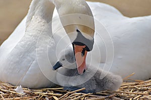 Adult swan nurturing cygnet