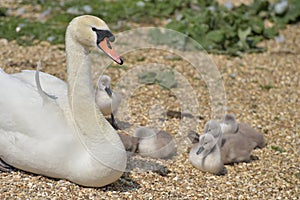 Adult swan nurturing cygnets, Abbotsbury Swannery
