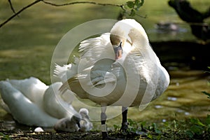 Adult swan nurturing cygnets, Abbotsbury Swannery