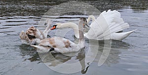 an adult swan pinches a young swan by the neck in a small pond