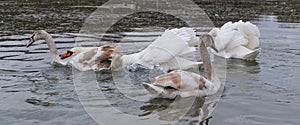 an adult swan pinches a young swan by the neck in a small pond