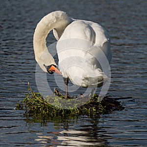 Adult swan preening itself on a Coots nest