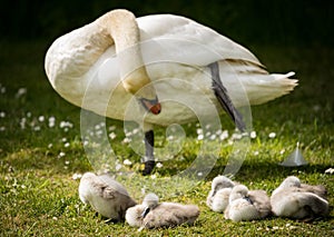 Adult swan preening whilst cygnets snooze on river bank