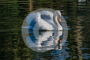 Adult swan with reflection in lake during winter