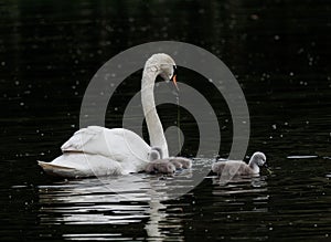 Adult swan and several cygnets glide gracefully across the tranquil waters of a lake