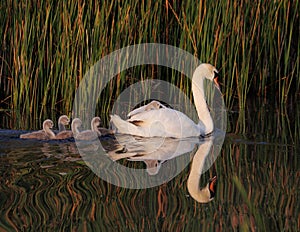 Adult swan and several cygnets glide gracefully across the tranquil waters of a lake