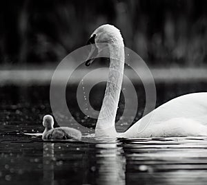 Adult swan and several cygnets glide gracefully across the tranquil waters of a lake