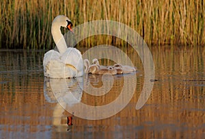 Adult swan and several cygnets glide gracefully across the tranquil waters of a lake