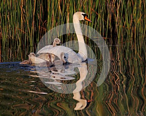 Adult swan and several cygnets glide gracefully across the tranquil waters of a lake